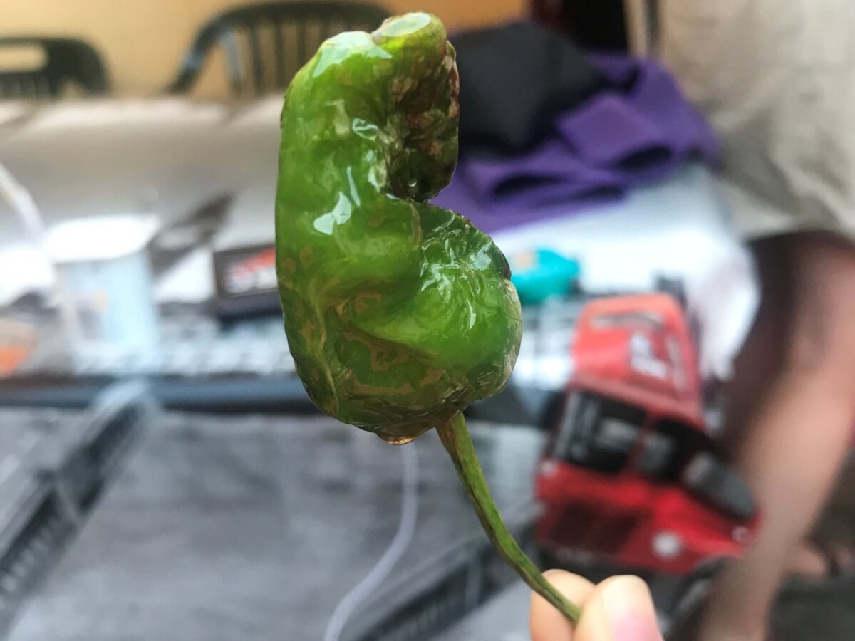Pimientos de Padrón