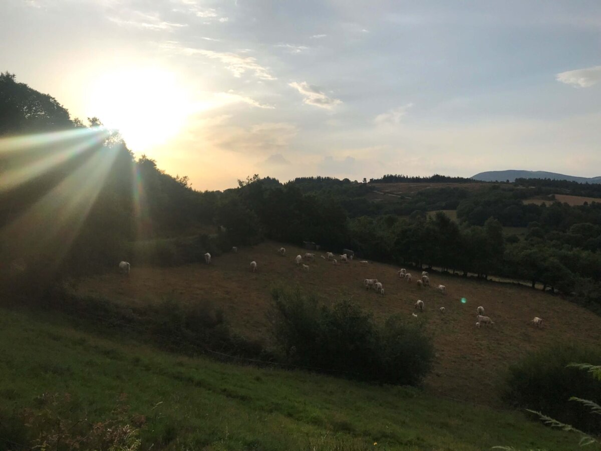 Day 33｜ Triacastela → Sarria