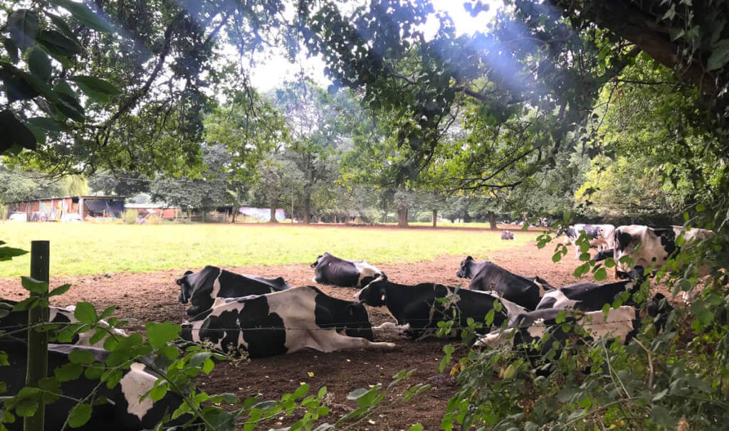 Ponte Campana → A Salceda