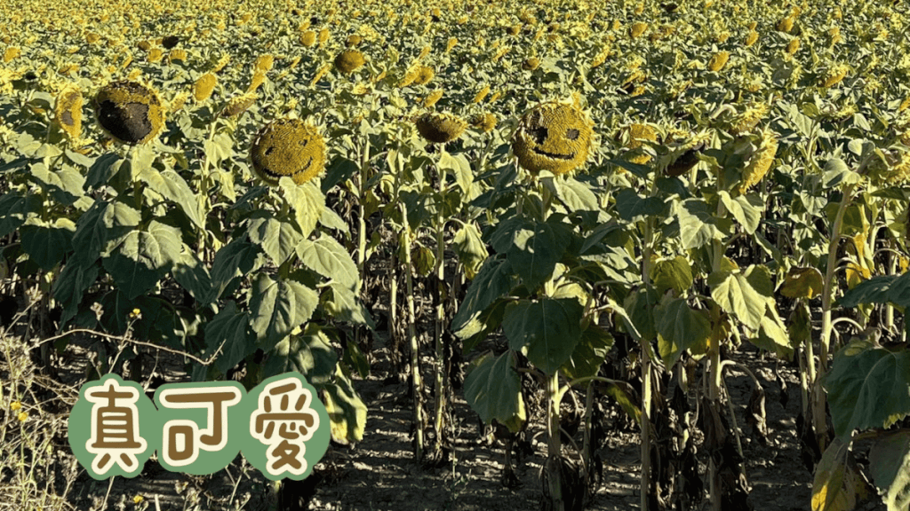 朝聖日記:Day 14|0830