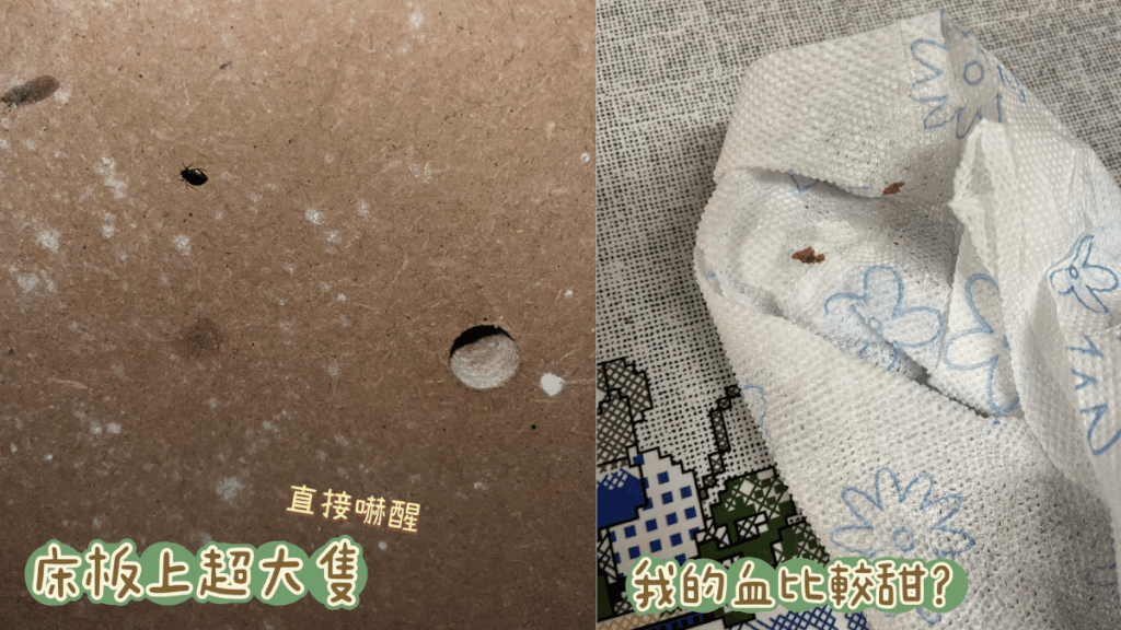 Albergue parroquial Aposto Santiago 床蟲