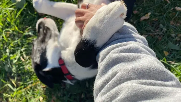 不怕生的狗狗