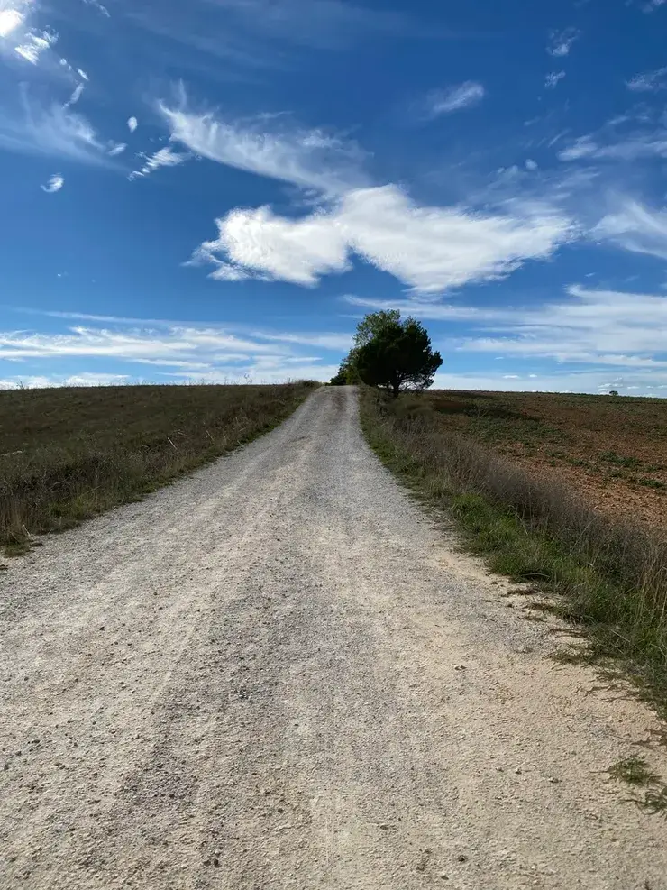 法國之路沿途樹林