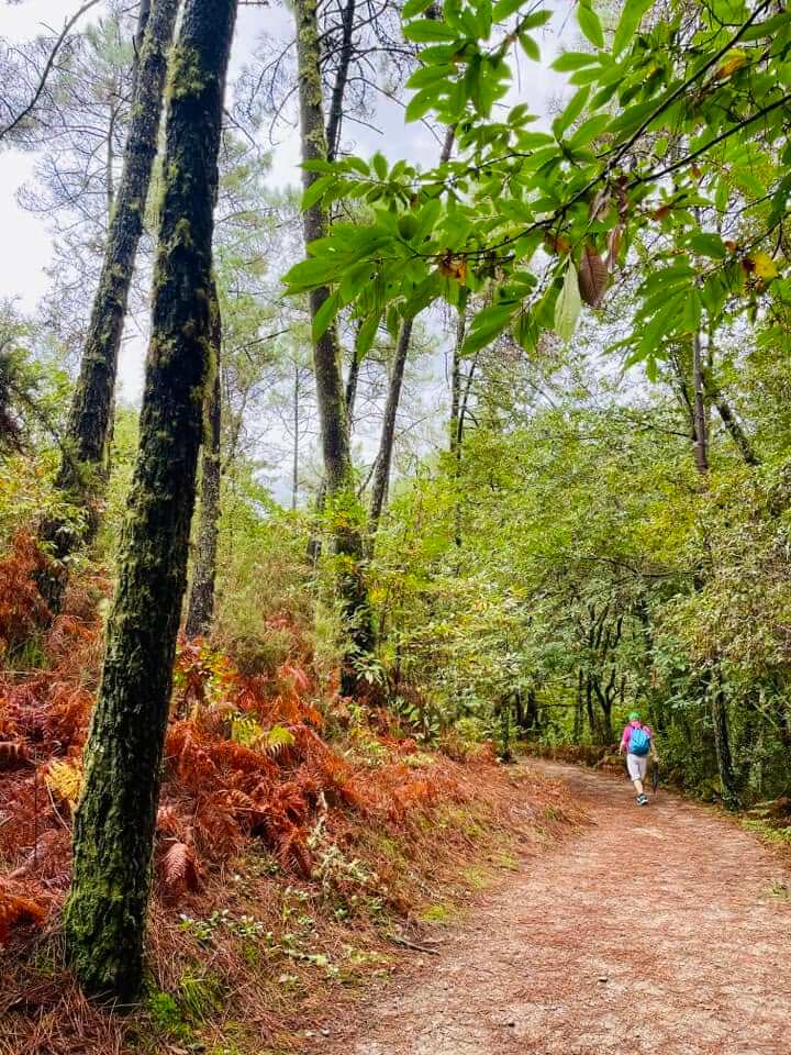 Caldas de Reis 往 Pontecesures 的林間緩坡步道